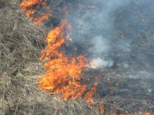Пожароопасный период в лесу и парках 