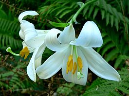 Белая лилия, Википедия