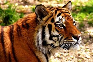 Фильмы расскажут о жизни и повадках уссурийских тигров. Фото: Pixabay.com