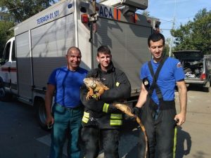На юго-востоке Москвы спасатели поймали гулявшую по парку игуану