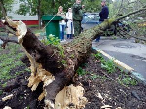 Во время стихийных бедствий весной и летом 2017 года пострадало множество деревьев, их срубали почти под корень. Фото: «Вечерняя Москва»