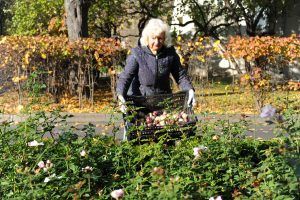 Территорию озеленили в Ковровом переулке. Фото: Светлана Колоскова, «Вечерняя Москва»