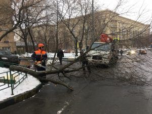 Обрезка аварийных деревьев прошла на улице Гвоздева. Фото предоставлено ГБУ «Жилищник»
