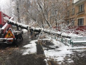 Аварийное дерево удалили с улицы Воловья. Фото предоставлено в ГБУ «Жилищник»