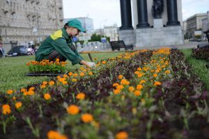 Свыше 5,5 миллиона новых однолетних растений появится в столице. Фото: архив, «Вечерняя Москва»