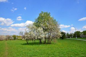 Новые деревья черемухи появятся в районе осенью. Фото: Анна Быкова