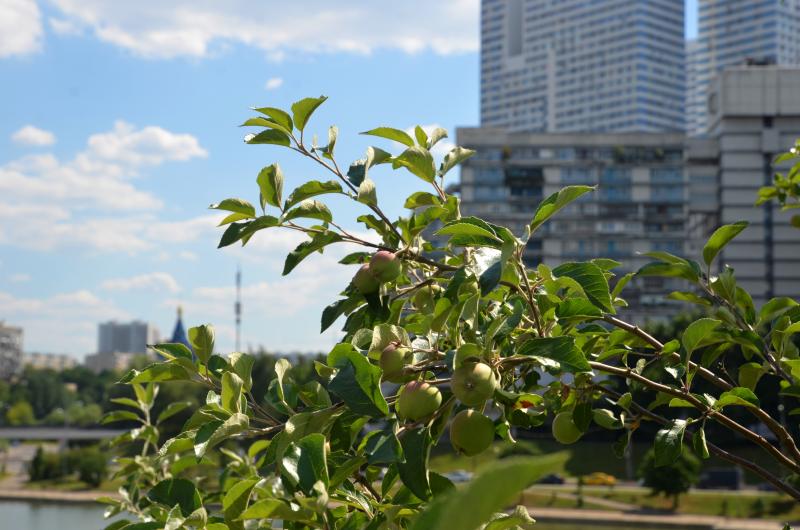 Проект наше дерево в москве