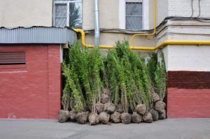 Работы по озеленению двора выполнили в районе. Фото: Светлана Колоскова, «Вечерняя Москва»