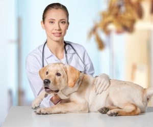 Медики рекомендуют делать прививки домашним животным