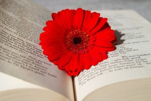 Поэзия в эпоху Антропоцена: читать на немецком пригласит Библиотека иностранной литературы. Фото: pixabay.com