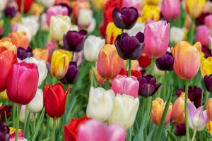 Около 14 миллионов тюльпанов распустятся в городе к майским праздникам. Фото: pixabay.com