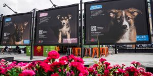 Выставка фотографий животных появится на Школьной улице. Фото: сайт мэра Москвы