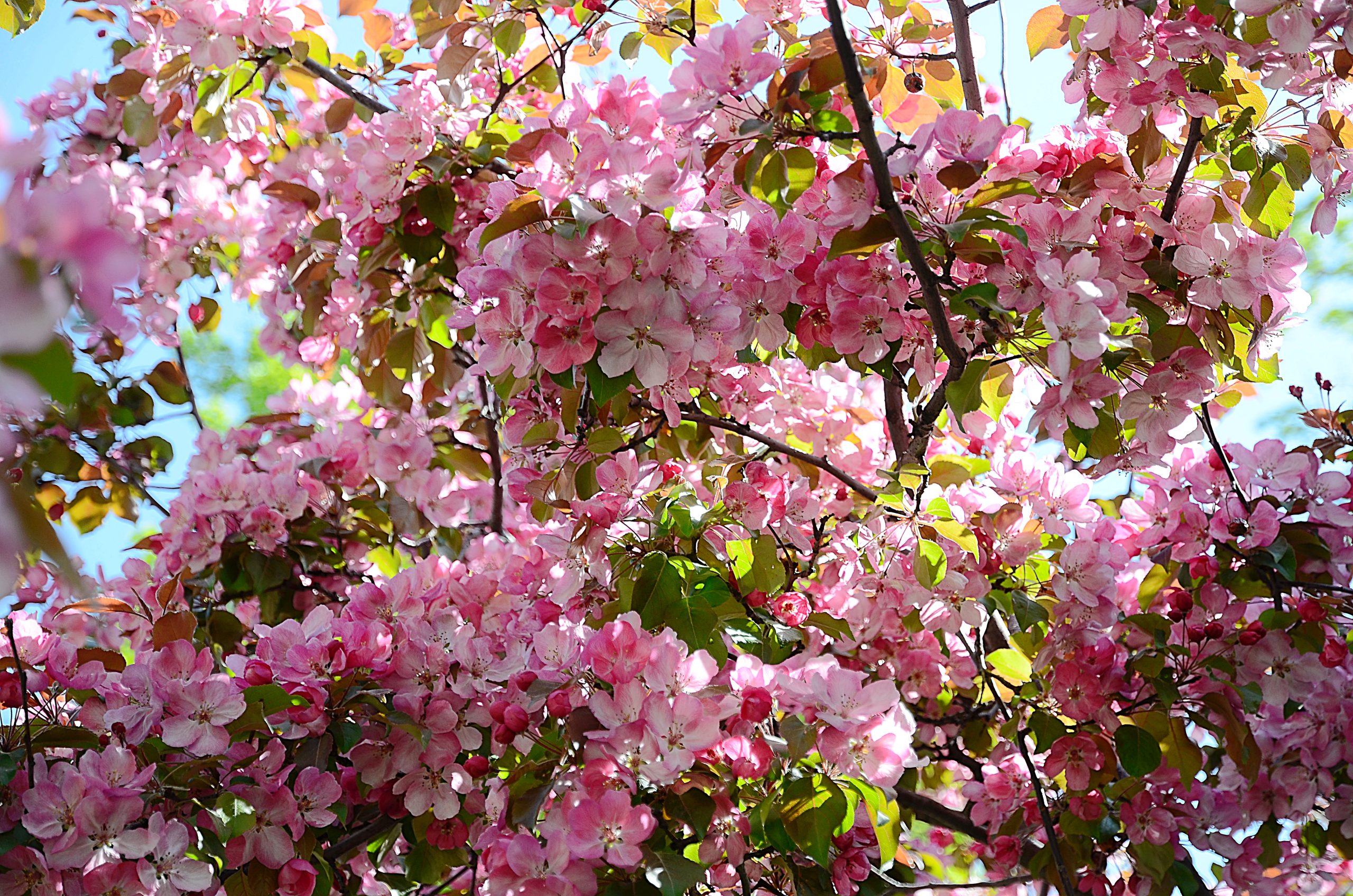 Цветы деревьев в москве. Клен остролистный цветет. Яблоня с розовыми цветами. Сакура в ботаническом саду москва. Цветы деревьев в москве.