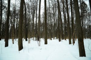 Новый комфортабельный дом для моржевания открылся в Серебряном бору. Фото: Анна Быкова, «Вечерняя Москва»