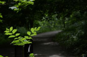 Экологическое мероприятие пройдет в библиотеке №16. Фото: Анна Быкова, «Вечерняя Москва»