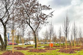 Марксистскую улицу района озеленят более чем тысячью деревьев. Фото: пресс-служба комплекса городского хозяйства Москвы