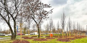 Марксистскую улицу района озеленят более чем тысячью деревьев. Фото: пресс-служба комплекса городского хозяйства Москвы